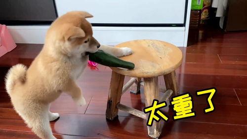 带你吃瓜野生狗,野生狗的生存法则与生活点滴