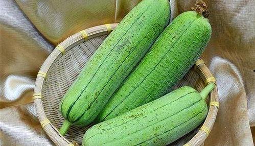 吃瓜少女养瓜,从种植到收获的甜蜜旅程