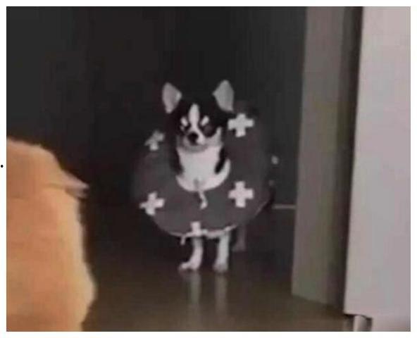 猫和狗吃瓜群众,吃瓜群众的趣味观察