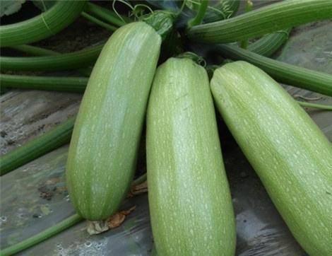 吃少瓜有啥好处,健康多——揭秘适量食用瓜果的五大益处”