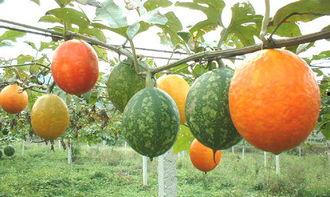 海南吊瓜怎么吃,解锁热带水果的新风味