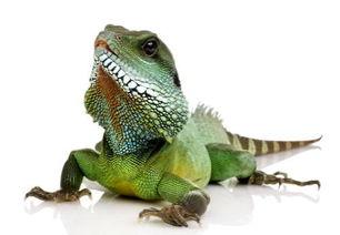 蜥蜴吃瓜怎么防治,守护植物安全，远离害虫侵扰