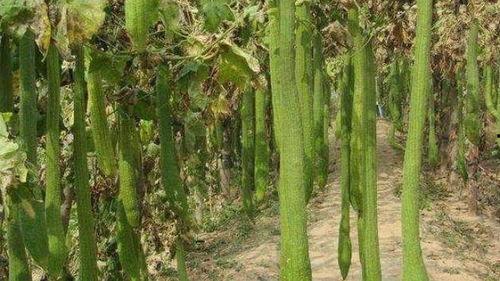 农民在路边吃瓜,农民路边悠闲吃瓜，共享丰收喜悦