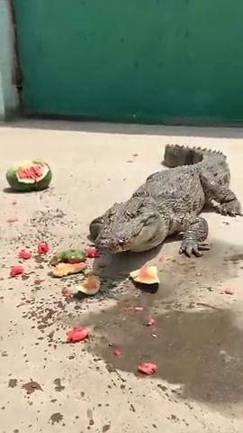 鳄鱼吃瓜的视频,瓜果盛宴成视觉盛宴