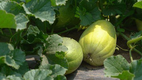初夏吃瓜完结,一场味蕾与情感的完美邂逅