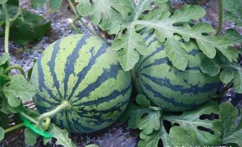 吃瓜怎么吃得快,揭秘如何快速吃瓜技巧