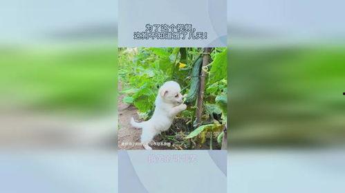 菜地吃瓜视频,一场与瓜果共舞的田园盛宴