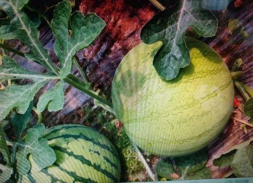 吃小信的瓜,揭秘吃小信瓜子的甜蜜与辛酸