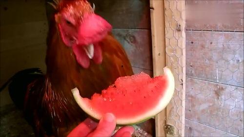 吃鸡瓜嘴巴过敏,揭秘过敏源与应对策略