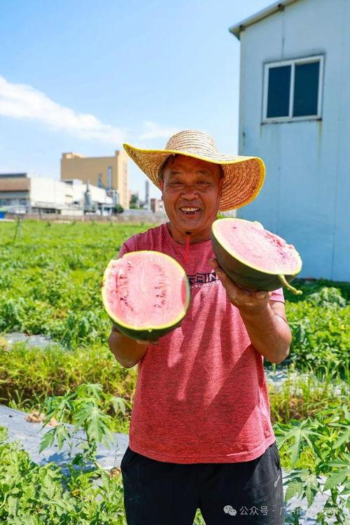 吃瓜南沙,揭秘吃瓜群众的围观之旅