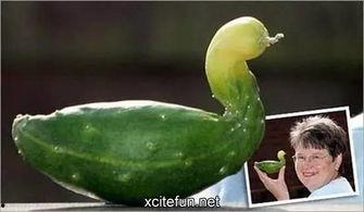 鹅瓜比鸭瓜还吃吗,探究鹅的食量之谜