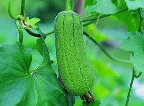 吃思瓜,探寻思瓜的独特风味