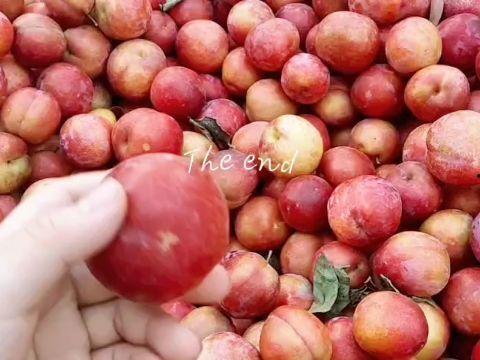 狸子吃瓜,揭秘动物界的趣味食事