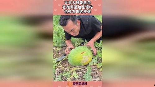 菜园里吃瓜,夏日田园的甜蜜收获