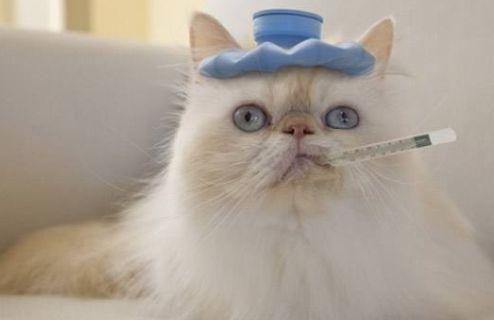 猫咪可以吃籽瓜,籽瓜，猫咪的新宠