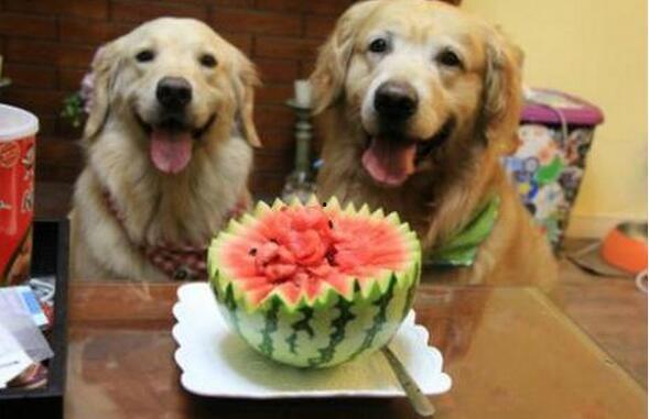 热吃瓜狗,狗界风云录