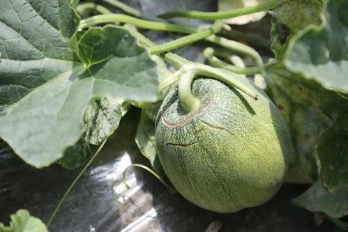 蘑菇吃瓜官网,揭秘美食新潮流