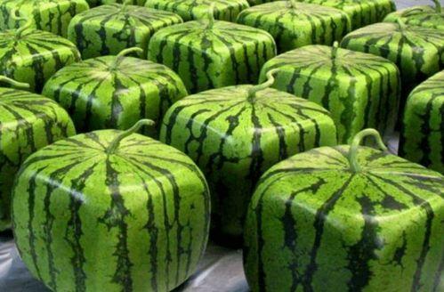 疫情期间吃瓜好吗,娱乐与安全的平衡之道