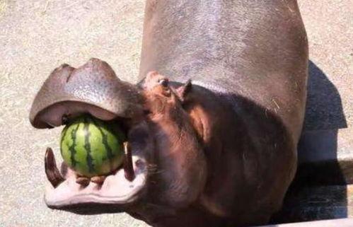 河马吃瓜的危害,生态平衡的破坏者