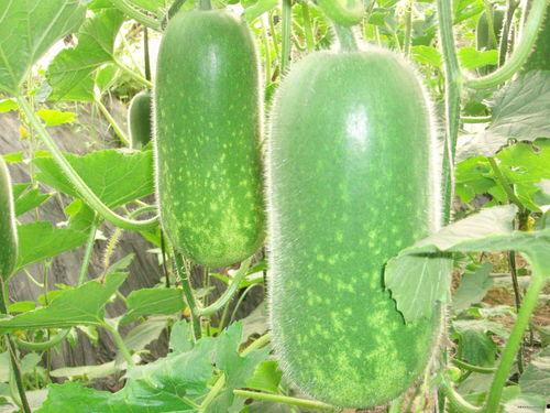 吃瓜浙医,揭秘医疗界的“瓜田”奇闻轶事