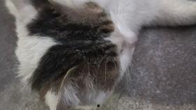 宿舍猫吃瓜,宿舍猫的瓜田奇遇记