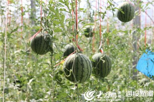 江科视频吃瓜,揭秘校园热点事件背后的真相