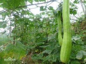 砍瓜吃的做法,尽享夏日清凉美食之旅