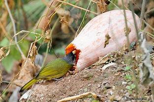 小鸟吃瓜的文案,小鸟的美食探险记