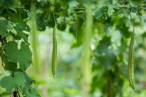 秋天吃瓜有点凉,秋季吃瓜攻略